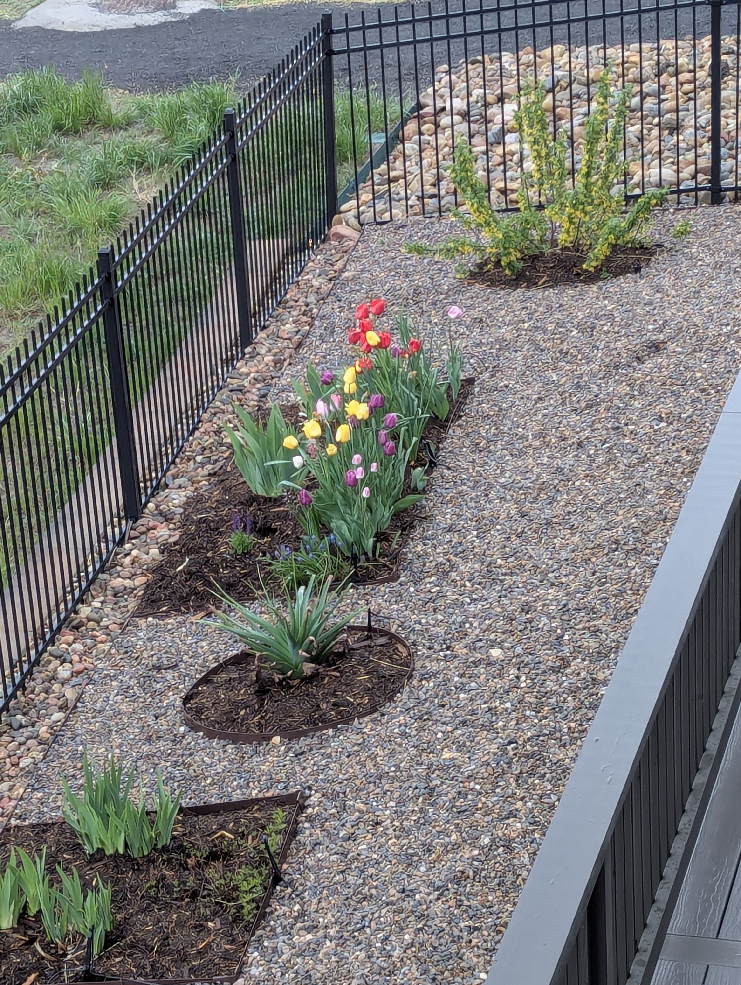 Garden, Flowers, Morrison, Colorado